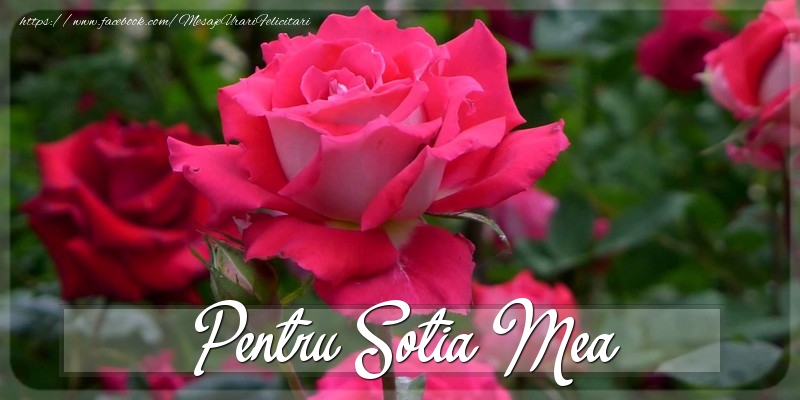 Felicitari Diverse pentru Sotie - Pentru sotia mea