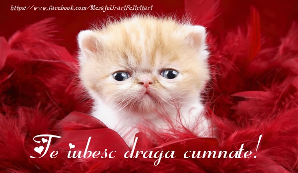 Felicitari de dragoste pentru Cumnat - Te iubesc draga cumnate!