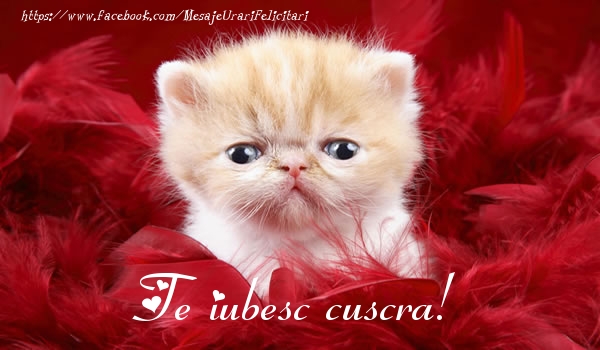 Dragoste Te iubesc cuscra!