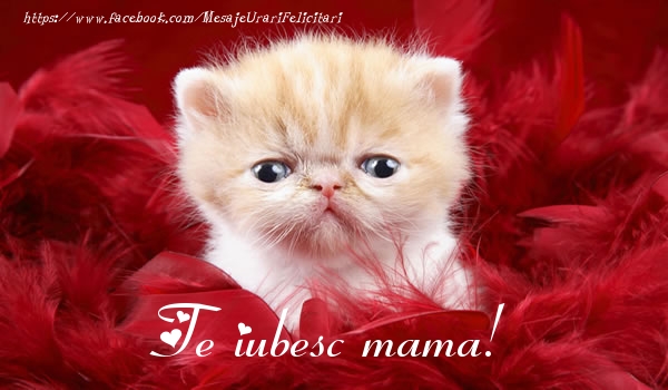 Felicitari de dragoste pentru Mama - Te iubesc mama!