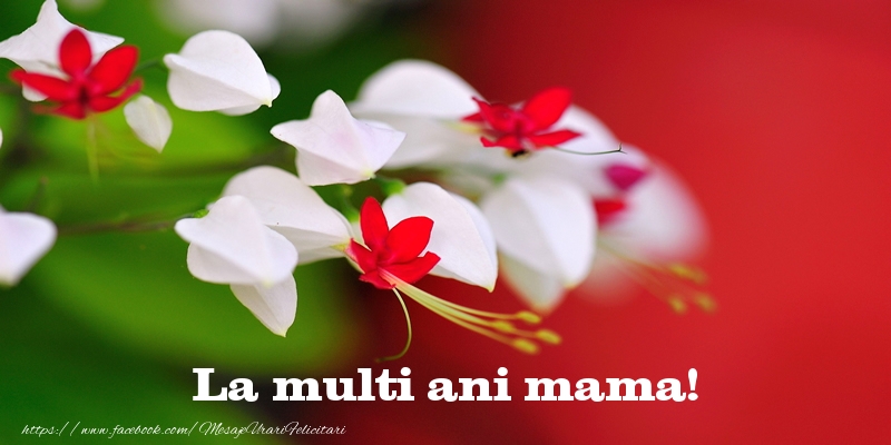 Felicitari de la multi ani pentru Mama - La multi ani mama!