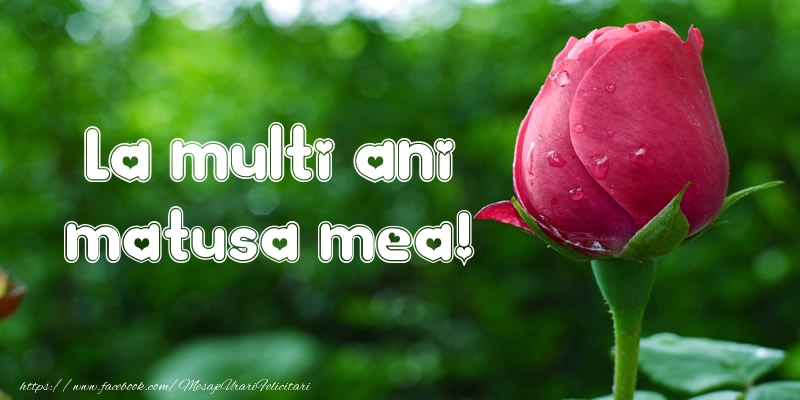 Felicitari de la multi ani pentru Matusa - La multi ani matusa mea!