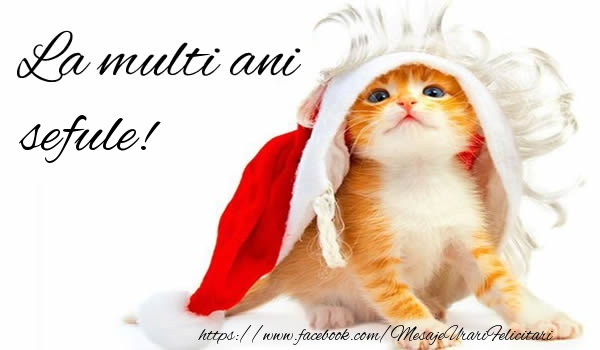 Felicitari de la multi ani pentru Sef - La multi ani sefule!