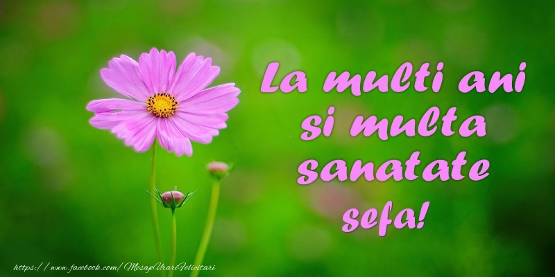 Felicitari de la multi ani pentru Sefa - La multi ani si multa sanatate sefa!