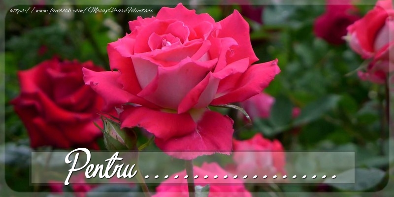 Felicitari personalizate Diverse - Trandafiri | Pentru ...