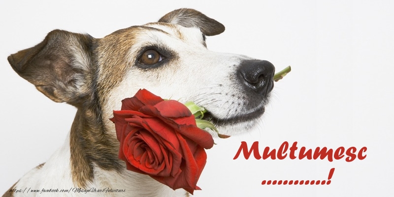 Felicitari personalizate de multumire - Multumesc ...!