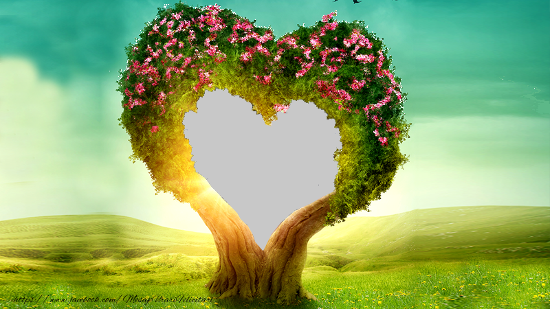 Felicitari personalizate cu poza ta - ❤️❤️❤️ Inimioare & 1 Poza & Ramă Foto | Copacul tau!