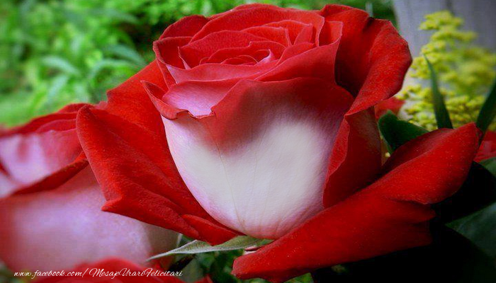 Felicitari personalizate cu poza ta - 🌼🥳 Flori | Poza pe trandafir