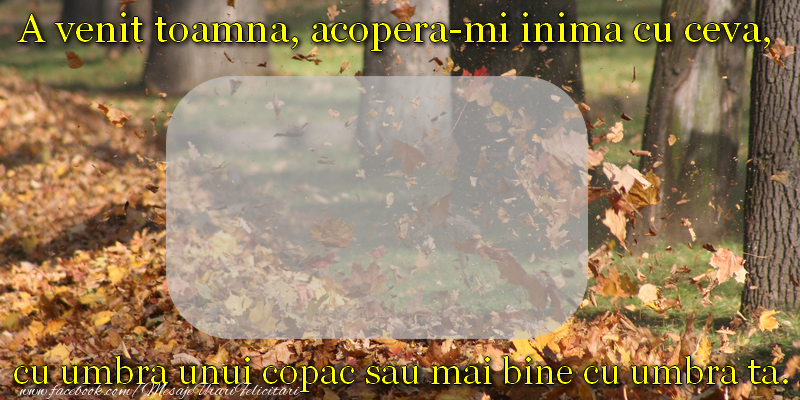 Felicitari personalizate de prietenie - A venit toamna, acopera-mi inima cu ceva, cu umbra unui copac sau mai bine cu umbra ta.