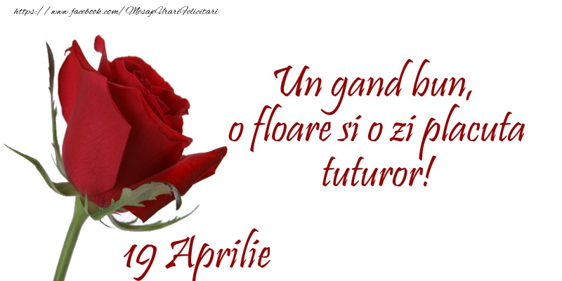 Felicitari de 19 Aprilie - Un gand bun, o floare si o zi placuta tuturor!