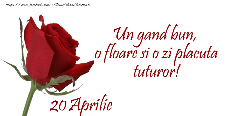 Felicitari de 20 Aprilie - Un gand bun, o floare si o zi placuta tuturor!