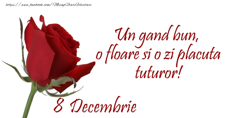 Felicitari de 8 Decembrie - Un gand bun, o floare si o zi placuta tuturor!