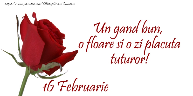 Felicitari de 16 Februarie - Un gand bun, o floare si o zi placuta tuturor!