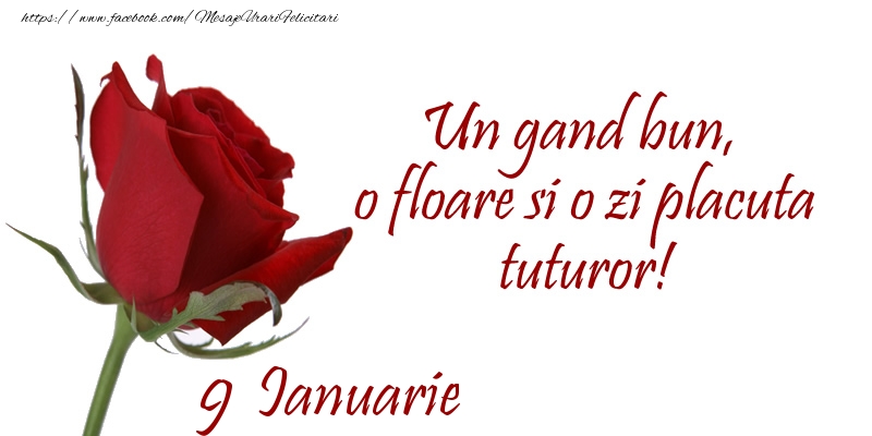 Felicitari de 9 Ianuarie - Un gand bun, o floare si o zi placuta tuturor!