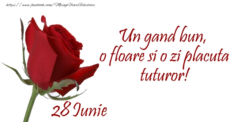 Felicitari de 28 Iunie - Un gand bun, o floare si o zi placuta tuturor!