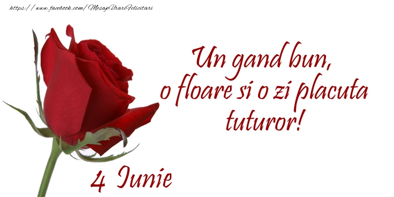 Un gand bun, o floare si o zi placuta tuturor!