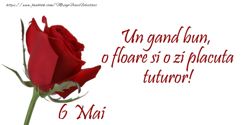 Felicitari de 6 Mai - Un gand bun, o floare si o zi placuta tuturor!
