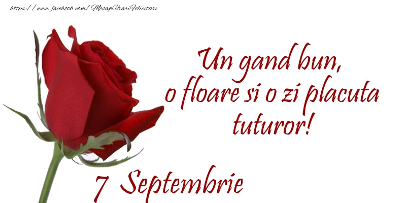 Felicitari de 7 Septembrie - Un gand bun, o floare si o zi placuta tuturor!