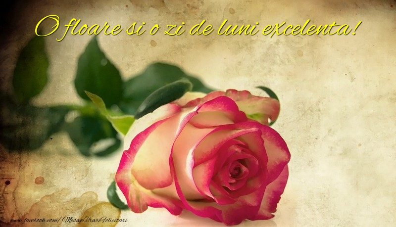 O floare si o zi de luni excelenta!