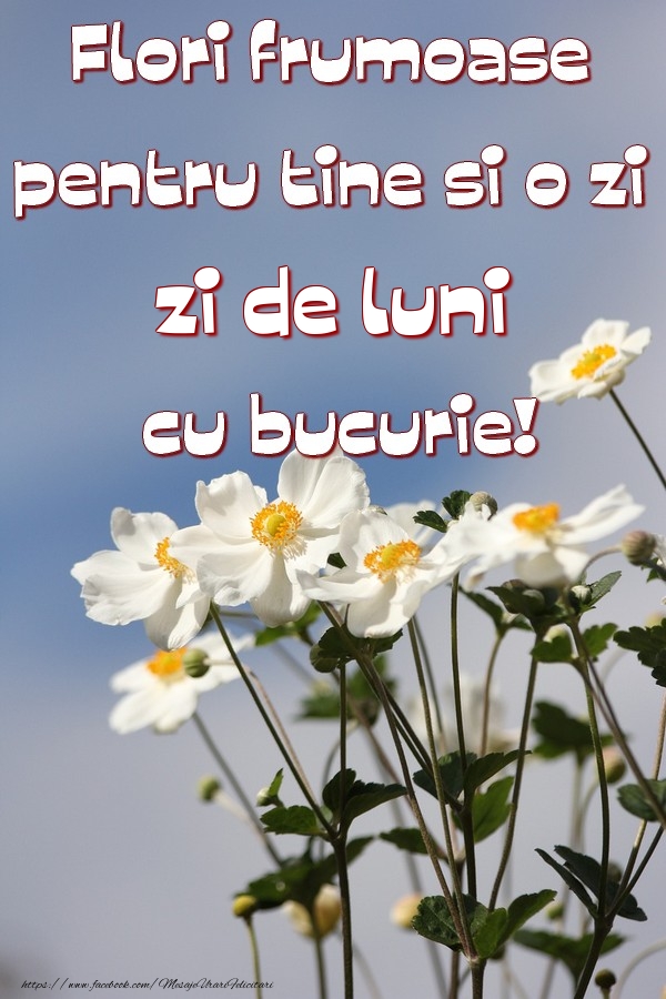 Flori frumoase pentru tine si o zi de luni cu bucurie
