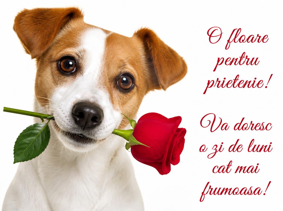 O floare pentru prietenie! Va doresc o zi de luni cat mai frumoasa!