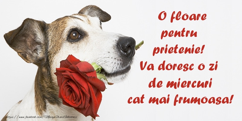 O floare pentru prietenie! Va doresc o zi de miercuri cat mai frumoasa!