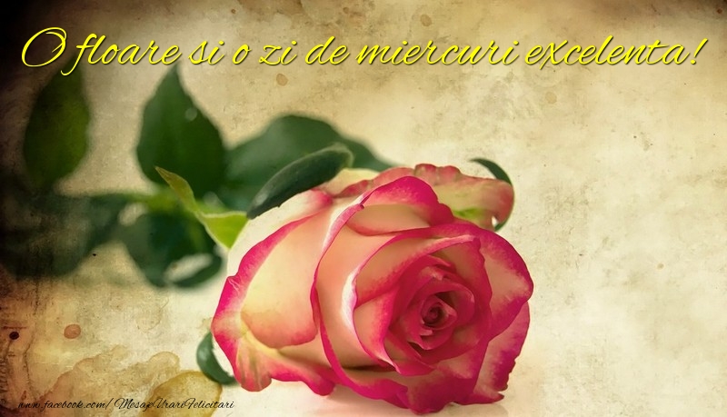 O floare si o zi de miercuri excelenta!